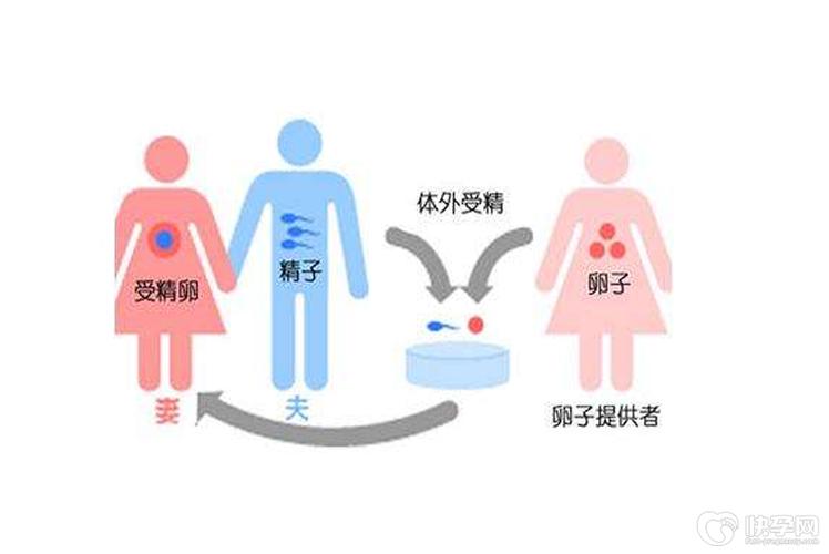 供卵流程是怎样的(供卵流程解析:详细了解供卵流程是怎样的)