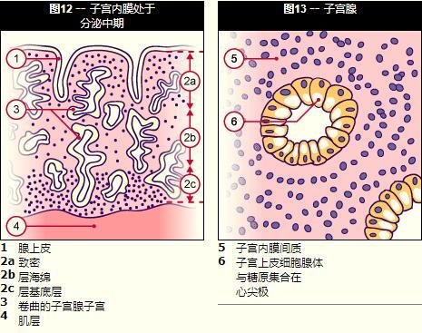 供卵二代和三代的区别(供卵二代与三代的差异探析)