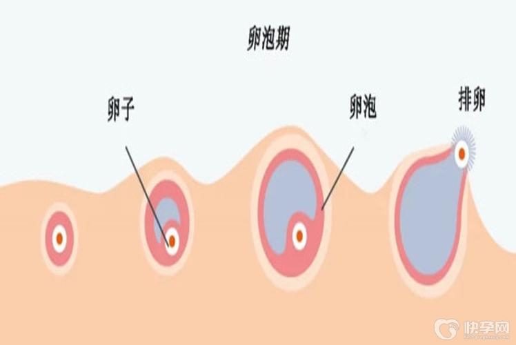 供卵试管可以找自己的朋友吗【供卵试管：可以与朋友共享的选择吗？】